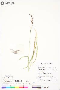 Bromus pumpellianus image