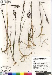 Arctagrostis latifolia subsp. latifolia image