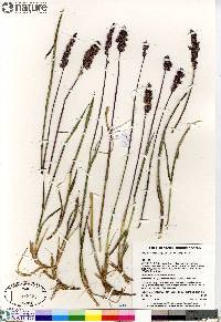 Arctagrostis latifolia subsp. latifolia image