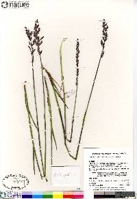 Arctagrostis latifolia subsp. latifolia image