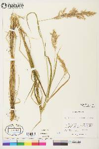 Calamagrostis canadensis var. langsdorffii image