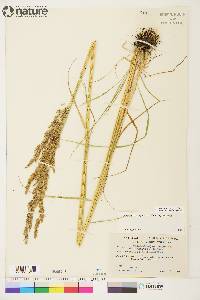 Calamagrostis lapponica image