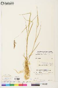 Calamagrostis lapponica image