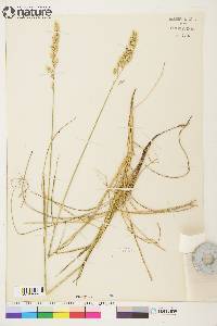 Calamagrostis purpurascens image