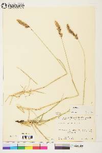 Calamagrostis purpurascens image