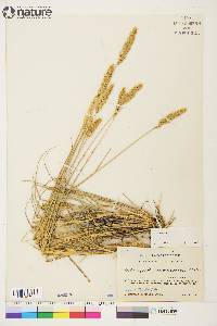 Calamagrostis purpurascens image