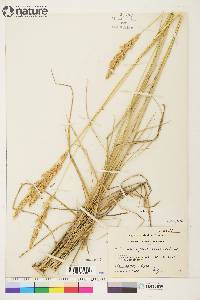 Calamagrostis purpurascens image