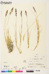 Calamagrostis purpurascens image