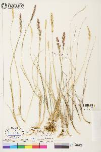 Calamagrostis purpurascens image