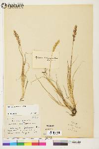 Calamagrostis purpurascens image