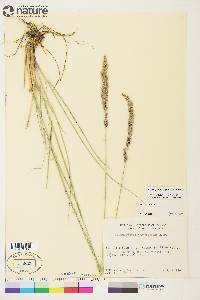 Calamagrostis purpurascens image