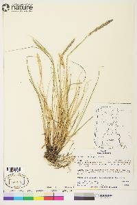 Calamagrostis purpurascens image