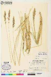 Calamagrostis purpurascens image