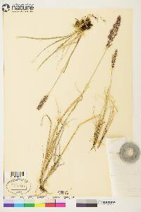 Calamagrostis purpurascens image