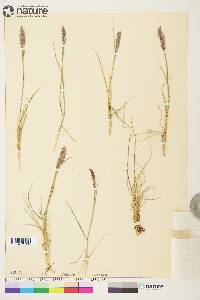 Calamagrostis purpurascens image