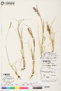 Calamagrostis purpurascens image