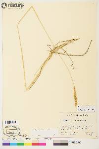 Calamagrostis purpurascens image