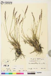 Calamagrostis purpurascens image