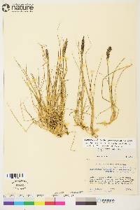 Calamagrostis stricta image