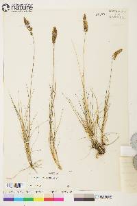 Calamagrostis stricta subsp. groenlandica image