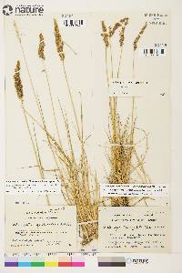 Calamagrostis stricta subsp. stricta image
