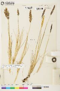 Calamagrostis stricta subsp. groenlandica image