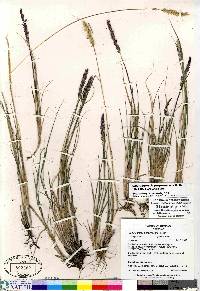 Calamagrostis purpurascens image