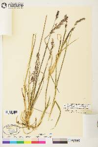 Arctagrostis latifolia image