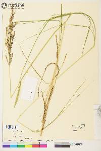 Calamagrostis stricta image