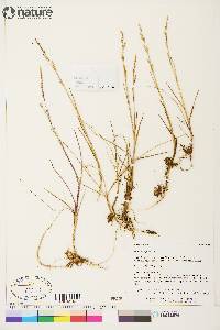 Dupontia fisheri image