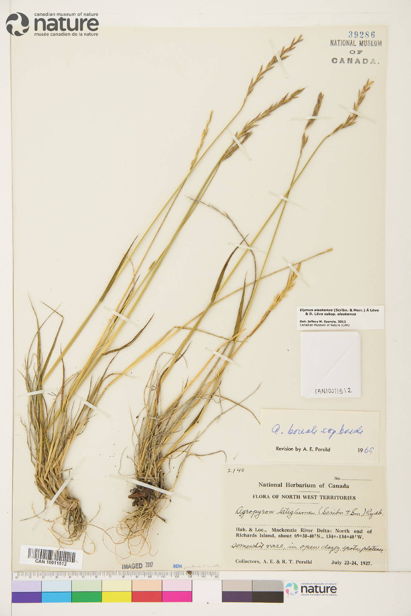 Elymus alaskanus image