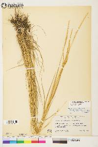 Elymus alaskanus subsp. alaskanus image