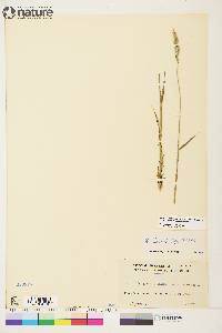 Elymus alaskanus image