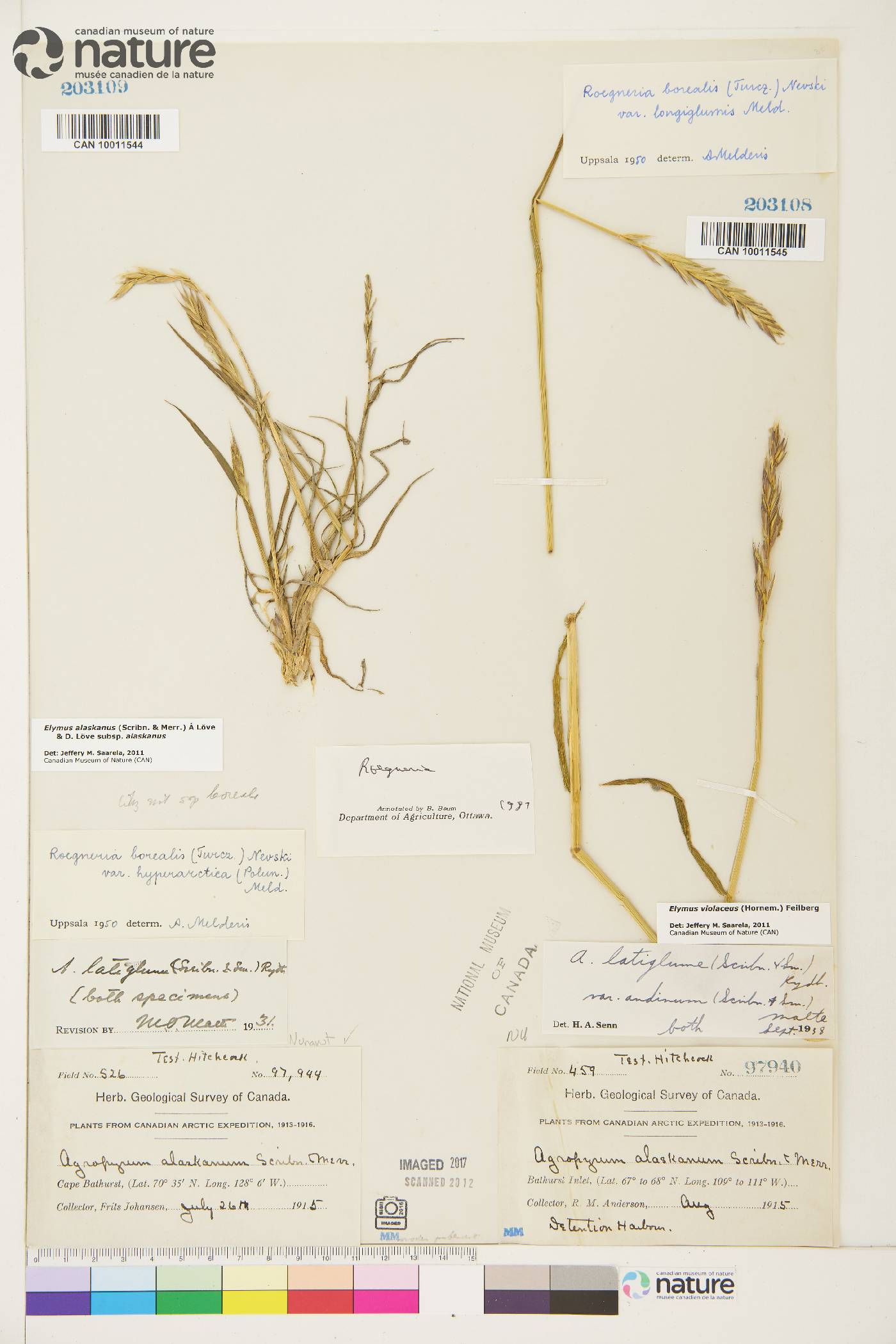 Elymus violaceus image