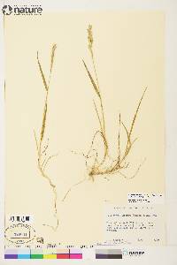 Elymus alaskanus subsp. alaskanus image