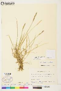 Elymus alaskanus subsp. alaskanus image