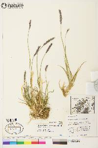 Elymus alaskanus subsp. hyperarcticus image