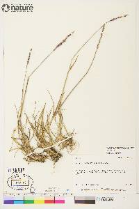 Elymus alaskanus image