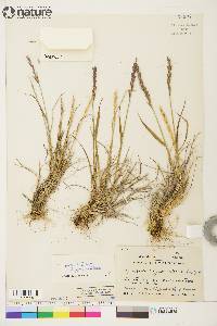 Elymus alaskanus subsp. hyperarcticus image