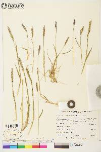 Elymus alaskanus subsp. hyperarcticus image