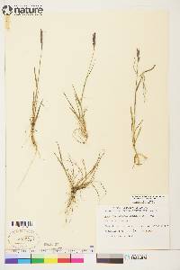 Elymus alaskanus subsp. hyperarcticus image