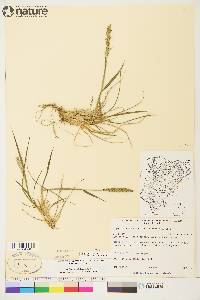 Elymus alaskanus image