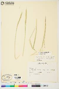 Elymus trachycaulus subsp. subsecundus image