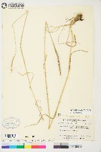 Elymus trachycaulus subsp. subsecundus image