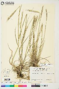 Elymus trachycaulus subsp. subsecundus image