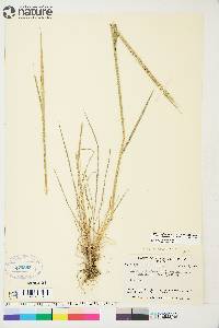 Elymus trachycaulus subsp. subsecundus image