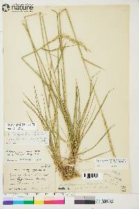 Elymus trachycaulus subsp. subsecundus image