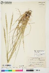 Elymus trachycaulus subsp. subsecundus image