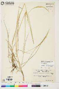 Elymus trachycaulus subsp. subsecundus image