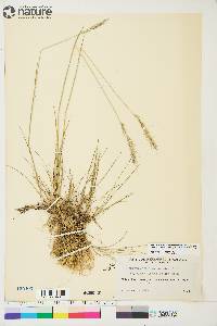 Elymus trachycaulus subsp. subsecundus image
